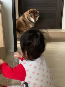 娘のS1歳を見つめる胡麻柴の花
