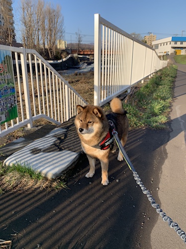 性格が悪いという風評被害を受ける柴犬