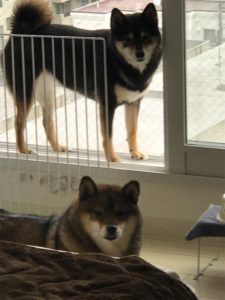黒柴と胡麻柴の画像