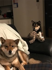 部屋の中でくつろぐ2匹の柴犬