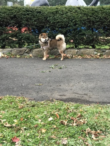 保護犬だった花の散歩になれていない様子