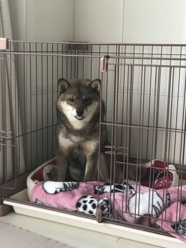 元保護犬の柴犬は引き取って5年でこう変わりました 里親になって人間も変わりましたという話 あずはな