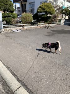 犬の散歩でダイエット 一緒に歩いたら飼い主も痩せるのか 一か月経ってわかったこと あずはな 犬の散歩でダイエット 一緒に歩いたら飼い主も痩せるのか 一か月経ってわかったこと あずはな