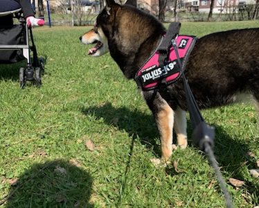 ベビーカーに子供を乗せて押しながら犬の散歩 やってみたら大変でしたという話 あずはな ベビーカーに子供を乗せて押しながら犬の散歩 やってみたら大変でしたという話 あずはな