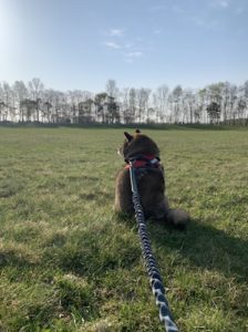 犬の散歩でダイエット 一緒に歩いたら飼い主も痩せるのか 一か月経ってわかったこと あずはな 犬の散歩でダイエット 一緒に歩いたら飼い主も痩せるのか 一か月経ってわかったこと あずはな