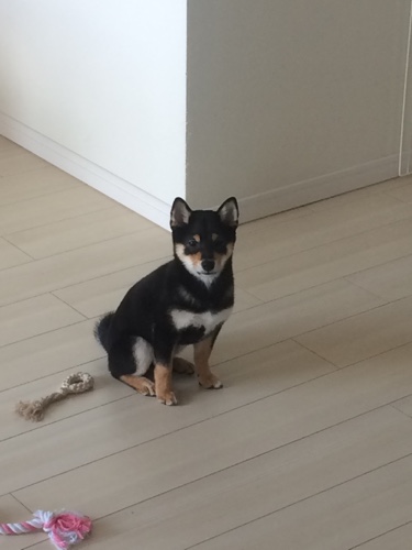 デメリット 犬を飼って後悔しないために事前に確認しておいた方が良いこと あずはな デメリット 犬を飼って後悔しないために事前に確認しておいた方が良いこと あずはな