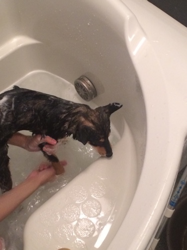 自宅で洗われる柴犬