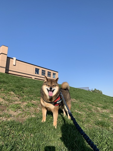 無邪気に笑う柴犬