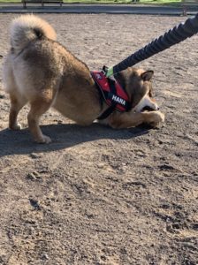 少し伸びるリードをつけられて遊ぶ柴犬