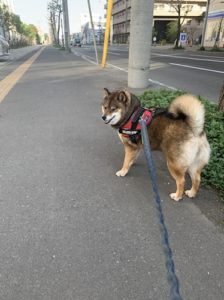 不敵な笑みを浮かべる柴犬