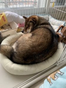 ふくよかな身体を丸める柴犬