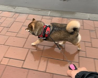 【flexi フレキシ 伸縮リードの口コミ】柴犬２頭の散歩で使った感想