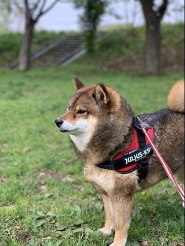 シャンプー前の香ばしい臭いを漂わせる柴犬