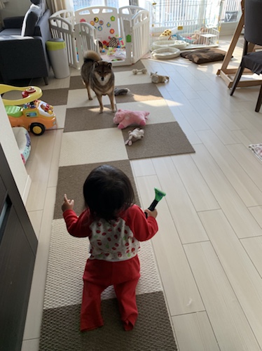 デメリット 犬を飼って後悔しないために事前に確認しておいた方が良いこと あずはな