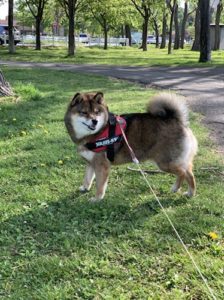 成犬の胡麻柴の写真