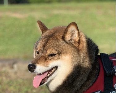 ポートレートモードで撮影した花