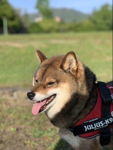 ポートレートモードで撮影した花