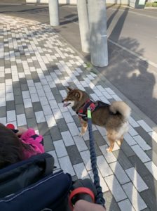 ベビーカーを押しながら柴犬と散歩