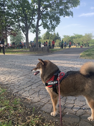 公園を散歩する柴犬