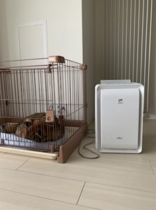 脱臭機のそばで寝る柴犬