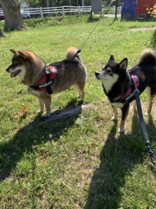 ペットショップ出身の黒柴と保護犬の胡麻柴