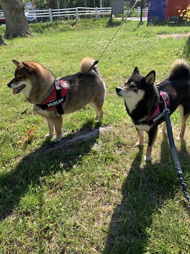 対策 犬が壁を噛じる理由と防止について 体験談 あずはな