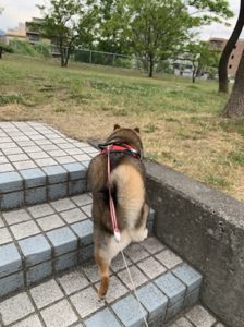 重そうな身体で階段を登る柴犬