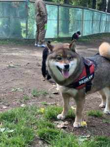ドッグランを楽しむ保護犬の花