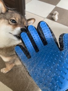 初めて飼ってわかった柴犬の抜け毛の凄さの様子