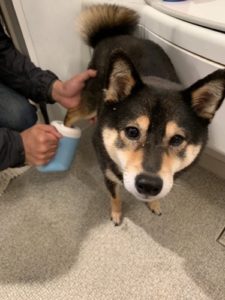 犬の足洗いカップを使った口コミ 感想 散歩後の足洗を楽にすることはできるのか あずはな 犬の足洗いカップを使った口コミ 感想 散歩後の足洗を楽にすることはできるのか あずはな