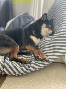 動画あり 柴犬が苦しそうにしていると思ったら 逆くしゃみ だったという話 あずはな 動画あり 柴犬が苦しそうにしていると思ったら 逆くしゃみ だったという話 あずはな