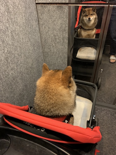 柴犬にペットカートってどう マンションの柴犬飼いでバギーが大活躍 あずはな