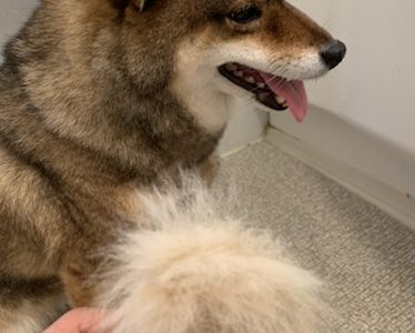 柴犬の換毛期 21年おすすめのブラシやグッズを紹介 あずはな