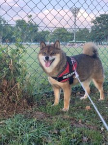 笑顔を見せる保護犬の花