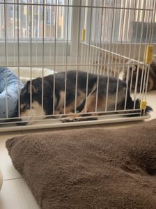 ベットで一人静かに寝る柴犬