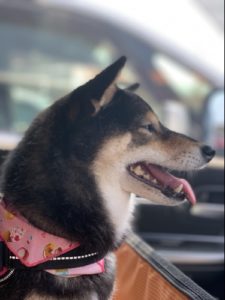 動画あり 柴犬が苦しそうにしていると思ったら 逆くしゃみ だったという話 あずはな 動画あり 柴犬が苦しそうにしていると思ったら 逆くしゃみ だったという話 あずはな