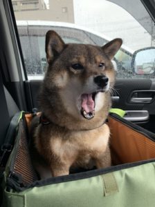 リラックスをしてあくびをするようになった保護犬の花