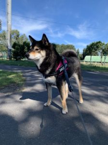 平均は 柴犬の体重って何キロくらい 11 は太ってる あずはな