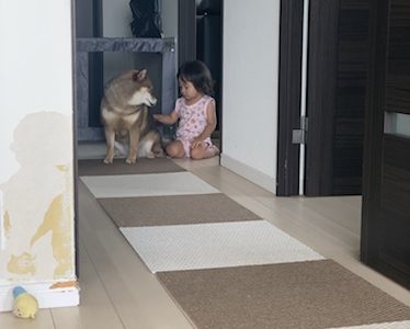 事故防止 やきもちは 赤ちゃんと犬の同居生活で気をつけた方が良いと思うこと あずはな 事故防止 やきもちは 赤ちゃんと犬の同居生活で気をつけた方が良いと思うこと あずはな