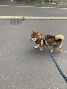 Rabbitgoo 犬 ハーネスでスムーズに散歩をする柴犬