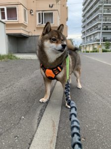 Rabbitgooをつける柴犬