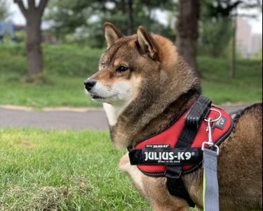 Julius K9 ユリウスケーナインのネームタグラベルを買った感想 どこで買える あずはな