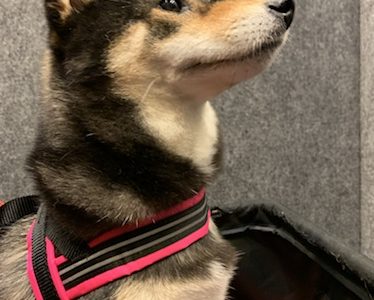 コンフォートフレックスを着用した柴犬
