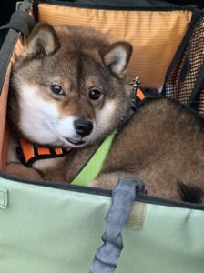 ドライブボックスに座る胡麻柴の花