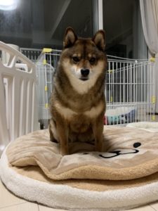 柴ドラ（しまドラ）の上で躊躇う胡麻柴