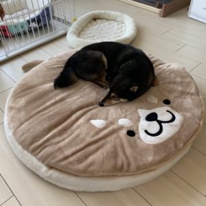 ジャンボフロアクッションでくつろぐ柴犬