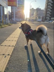 自由で輝く柴犬