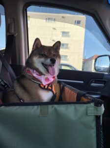 車に乗って散歩へ向かう柴犬