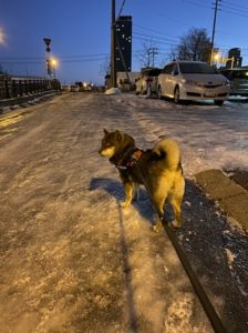 散歩をする柴犬