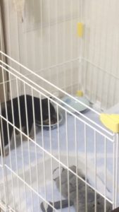小さい頃からドッグフードを食べず小食だったあずき